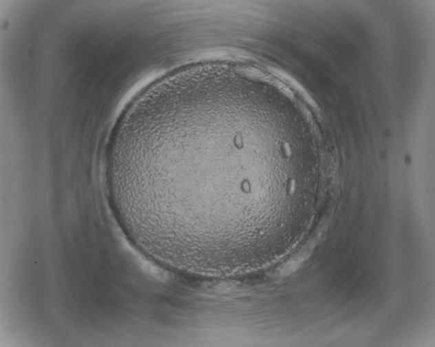 X0000080730991200612151219