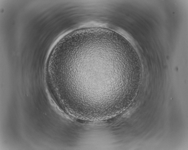 X0000080731008200612151219