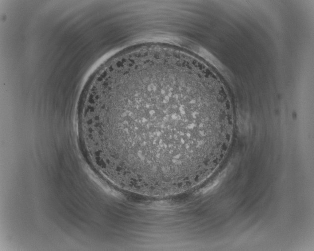 X0000080731028200612151219