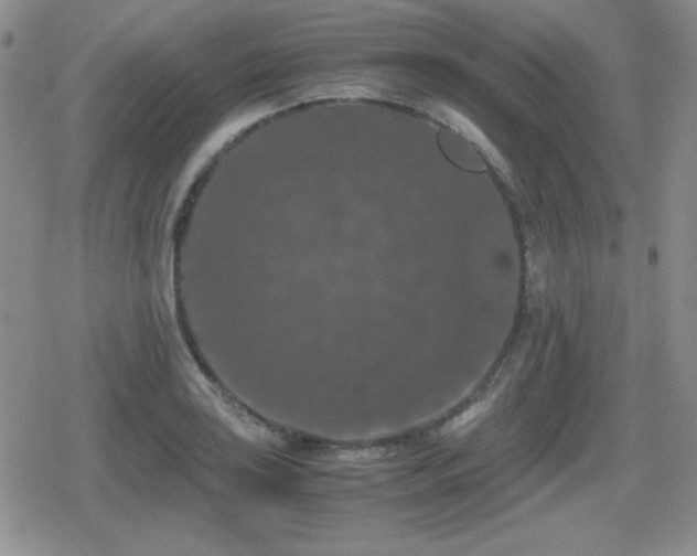 X0000080731035200612151219