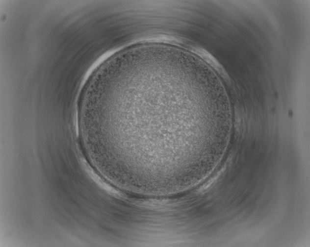 X0000080731036200612151219