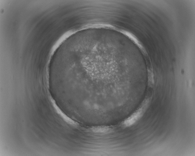 X0000080731046200612151219