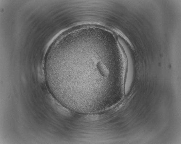 X0000080731068200612151218