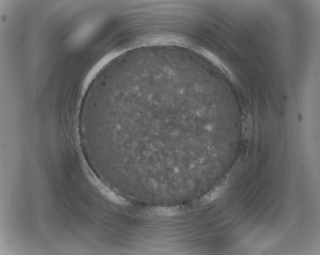 X0000080731086200612151218