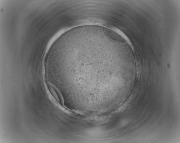 X0000080731096200612151218