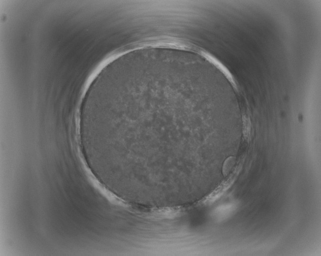 X0000080731099200612151218