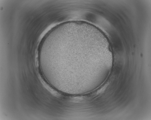 X0000080731126200612151217