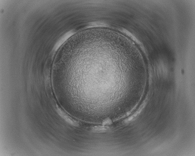 X0000080731137200612151217