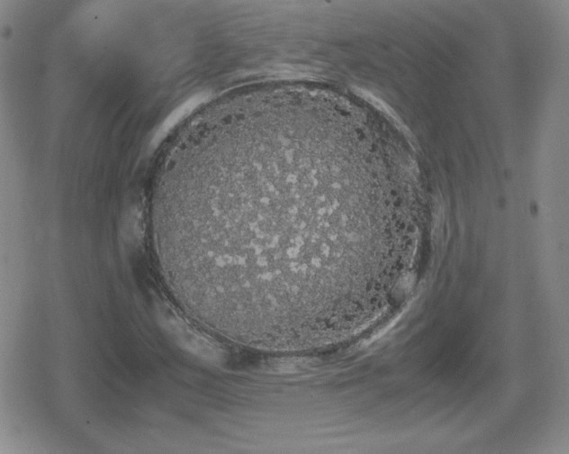 X0000080731163200612151217