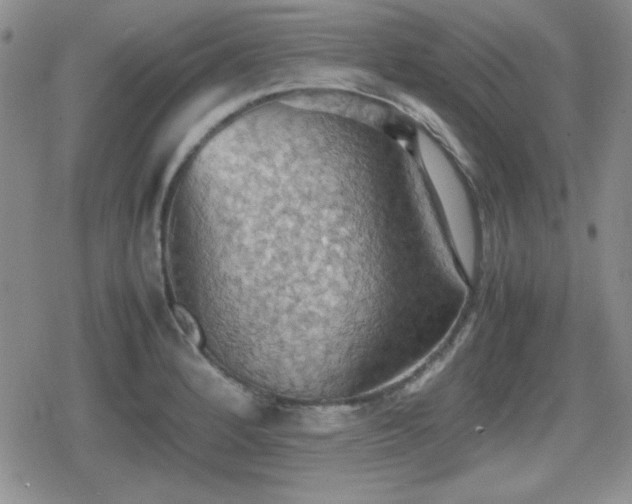 X0000080731184200612151216