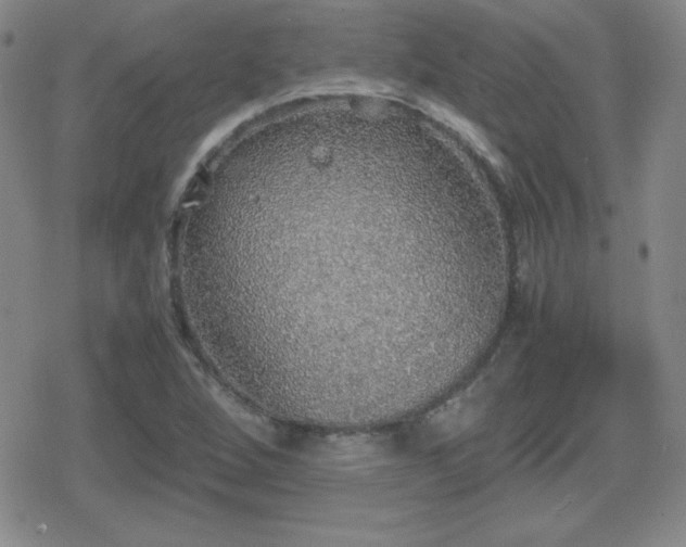 X0000080731264200612151215