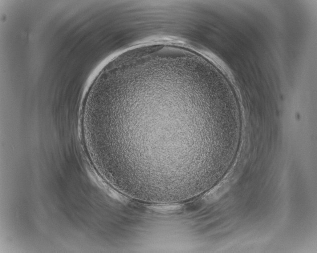 X0000080731296200612151214