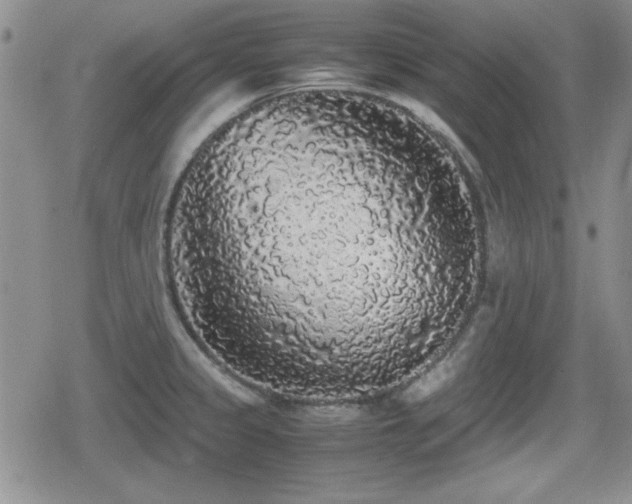 X0000080731333200612151214