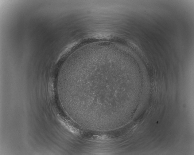 X0000080730688200612221253