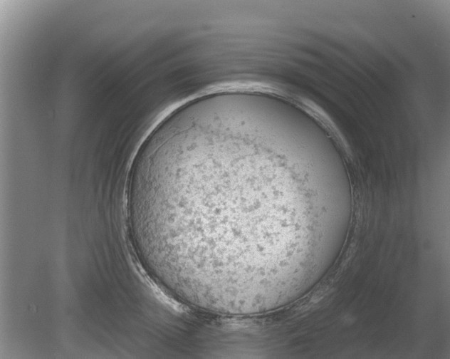 X0000080730852200612221251