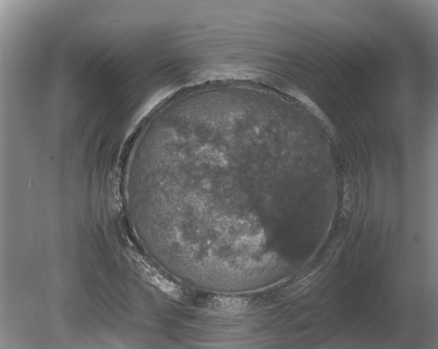 X0000080730878200612221250