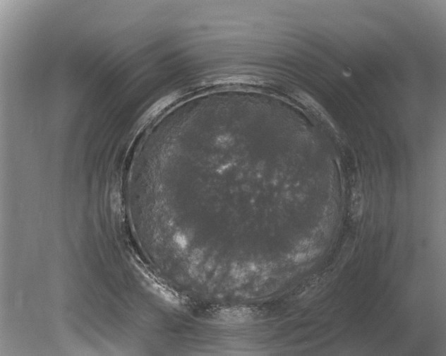 X0000080730882200612221250