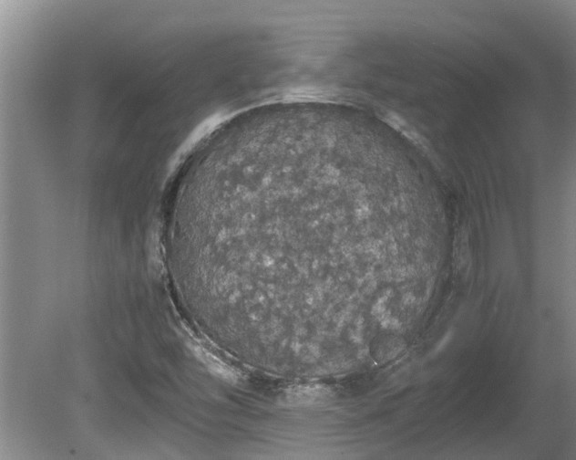 X0000080731454200612221240