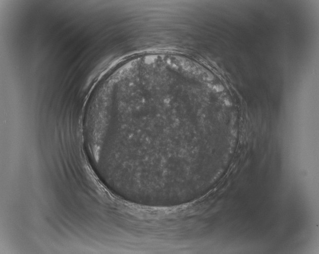 X0000080730002200701021133