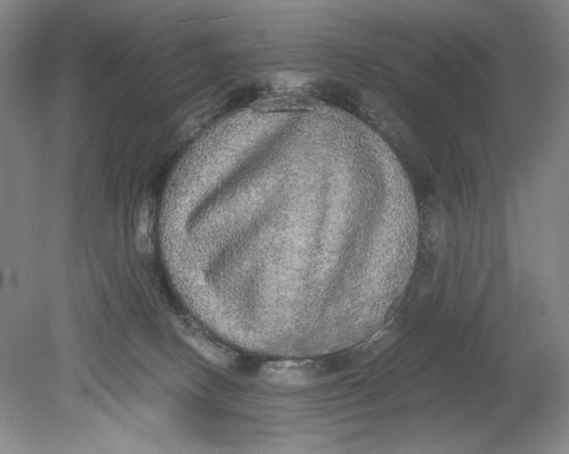 X0000080730082200701021132