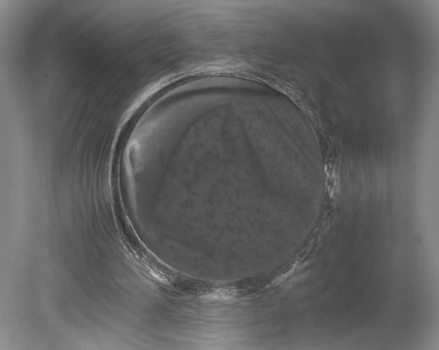 X0000080730196200701021129