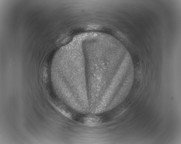 X0000080730215200701021129