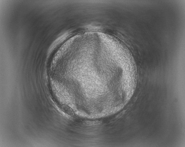 X0000080730245200701021128