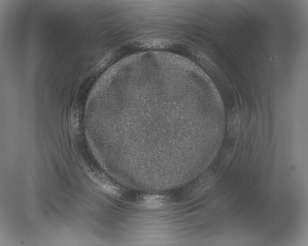 X0000080730268200701021128