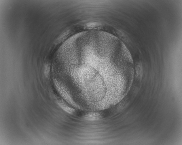 X0000080730278200701021129