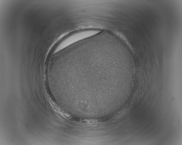 X0000080730395200701021126