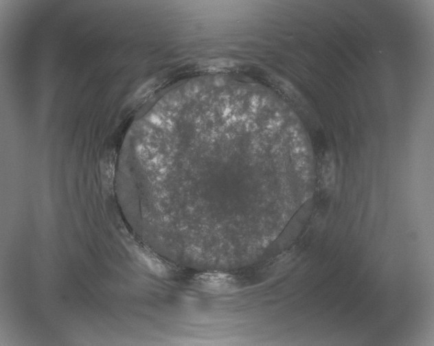 X0000080730427200701021125