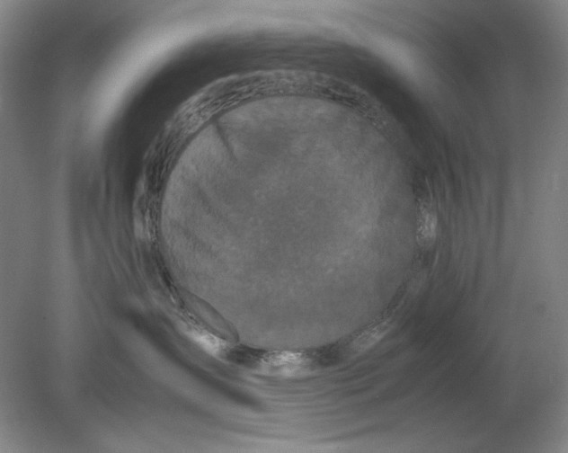 X0000080730431200701021125