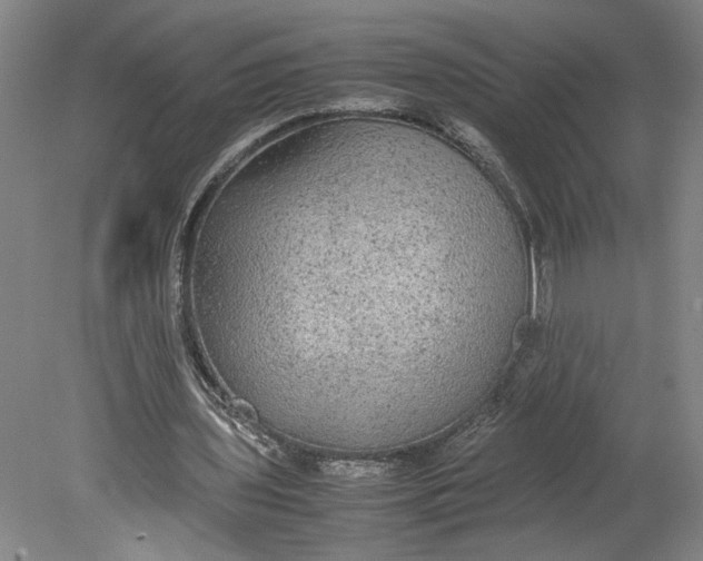 X0000080730435200701021124