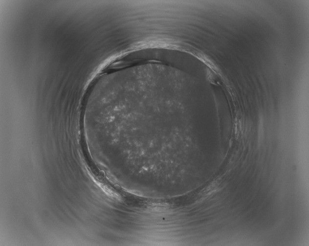 X0000080730438200701021124