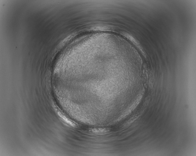 X0000080730445200701021124