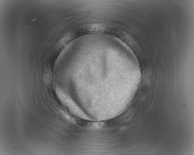 X0000080730474200701021125