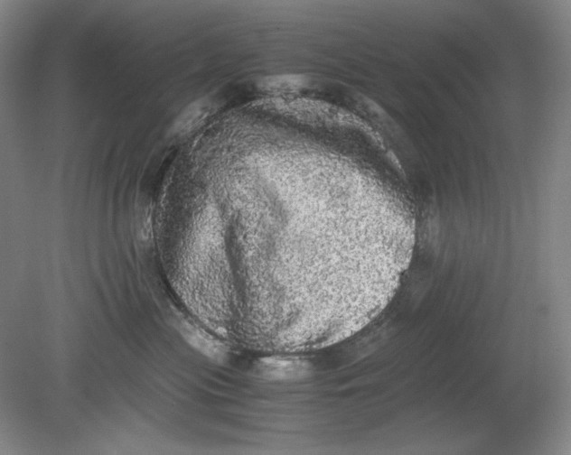 X0000080730477200701021125