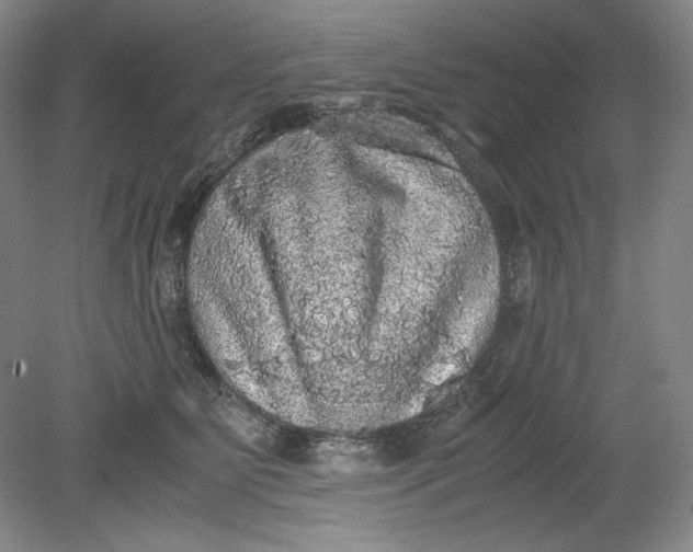 X0000080730515200701021123