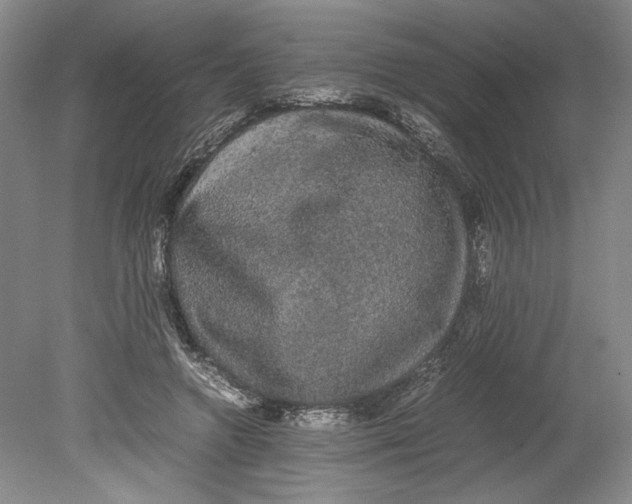 X0000080730546200701021123