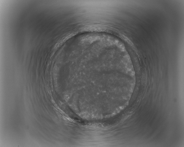 X0000080730673200701021121