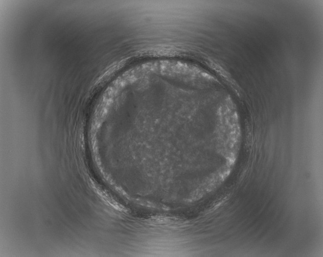 X0000080730681200701021120