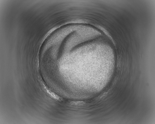 X0000080730837200701021118