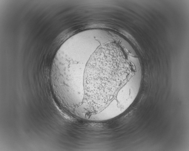 X0000080730849200701021118