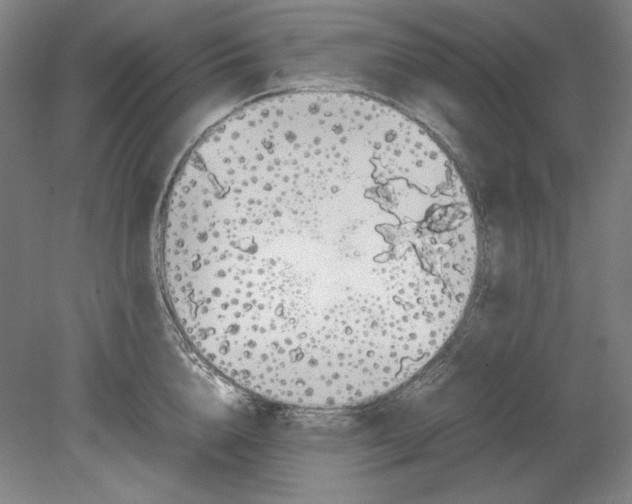 X0000080730856200701021118