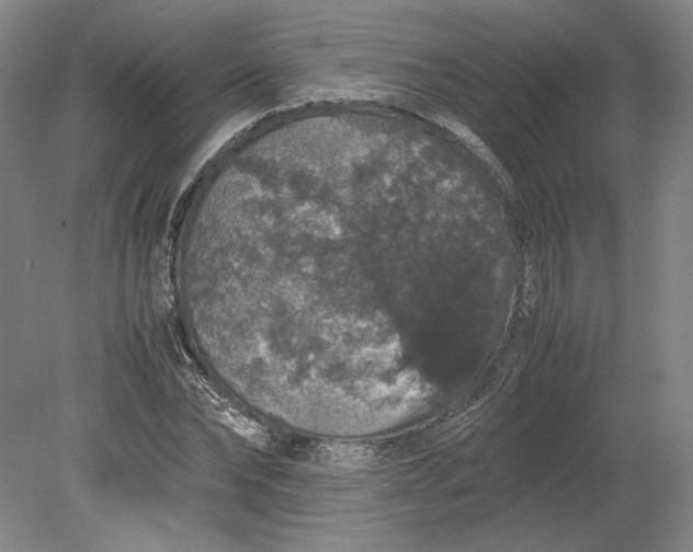 X0000080730878200701021117