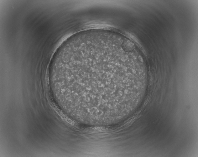 X0000080730883200701021117