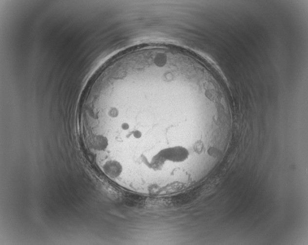 X0000080730887200701021117