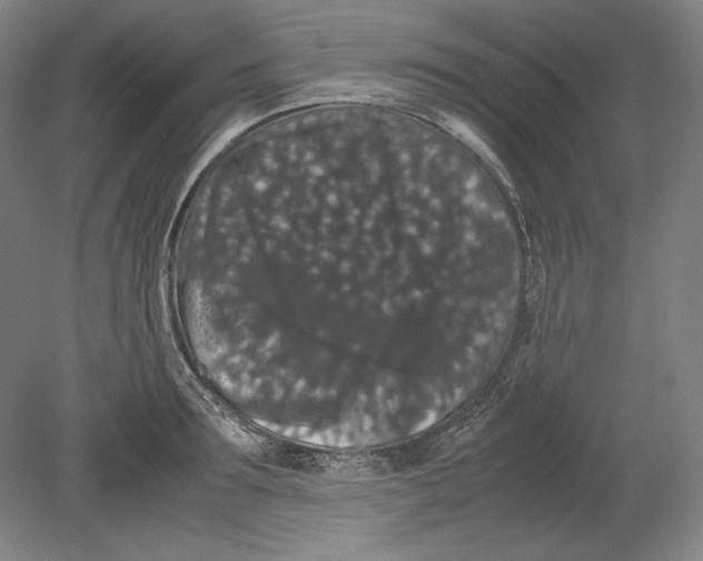 X0000080730899200701021117