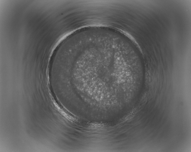 X0000080730935200701021116