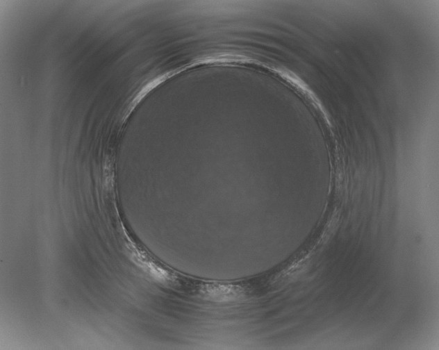 X0000080730945200701021116